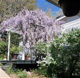 Click for a larger image! Historic real estate listing for sale in Grass Valey, CA